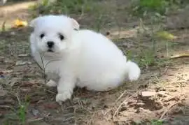 KCI Maltese Puppies Available for Sale in Lucknow, Rp 108,000