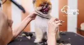 Professional Pet Grooming Home Service | Expert Ca, Dubai