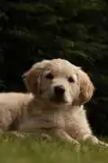 Golden retriever puppies : Quality Breeding You Ca, Nashville