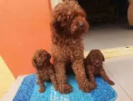 KCI Poodle Puppies Available for Sale in Mumbai, Rp 90,000
