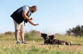 Dog Training, Chandigarh