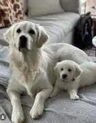 Golden Retriever Puppy Tennessee , Nashville