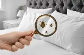 Is Bed Bug Treatment in Northampton get off bugs?, Leicester