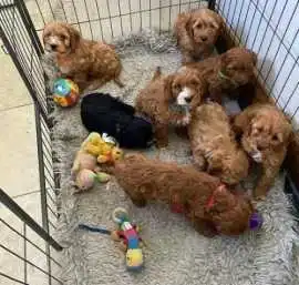 KCI Cockapoo Puppies Available for Sale in Mumbai, ¥ 98,200
