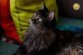 Maine Coon For Sale in Wisconsin, Milton