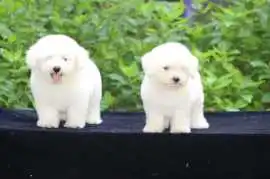 KCI Maltipoo Puppies Available for Sale, Mumbai