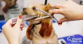 Doorstep Pet Grooming Dubai | Convenient & Str, Dubai
