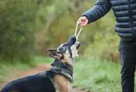 Dog Training, Faridabad