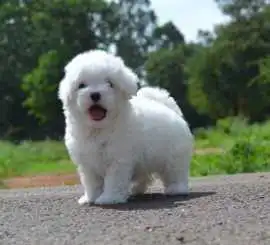 KCI Maltese Puppies Available for Sale in Mumbai, ₹ 100,000