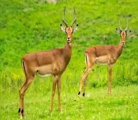 Customizable Best Safari Packages in Kenya, Nairobi