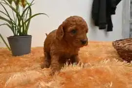 KCI Poodle Puppies Available for Sale in Jaipur, Rp 102,500