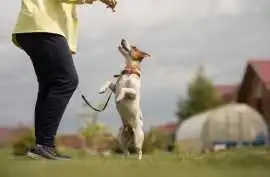 Dog Training, Bhopal