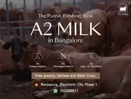 Best A2 cow milk in Bangalore, Rp 120