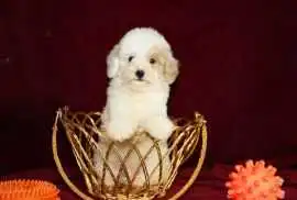 KCI Cavapoo Puppies Available for Sale in Jaipur, $ 82,750