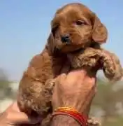 KCI Cockapoo Puppies Available for Sale in Jaipur, ¥ 91,500