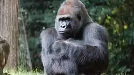 Uganda Gorilla Trekking Tours & Safari Adventures, Addo