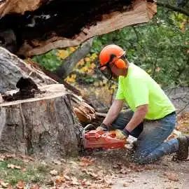 Looking for Trusted Tree Care Experts in Belfast?, $ 0