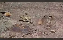 Snow Leopard Tours, Jammu