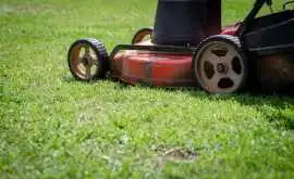 Expert Weed Control in Saskatoon – Keep Your Lawn