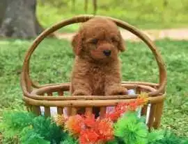 KCI Labradoodle Puppies for Sale in Jaipur, ₹ 110,850