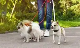 Dog Walkers, Bhopal
