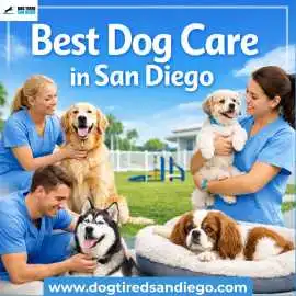 Experience the Best Dog Care in San Diego with Dog, San Diego