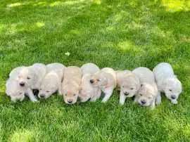 Cream golden retriever puppies , Nashville