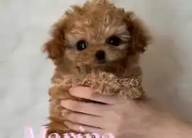 Micro Teacup Poodle Puppies for sale New York, New York