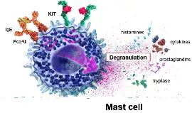 Mast Cell Activation Syndrome, Houston