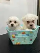 KCI Maltese Puppies Available for Sale in Jaipur, ₹ 108,000