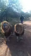 Lion Walk at Ukutula - Experience a Guided Walk, City of Tshwane