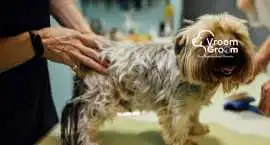 Book Mobile Pet Grooming in Dubai – Fast & Easy Sc, Dubai