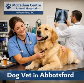 Dog vet in Abbotsford, 70 Mile House