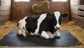 Online Buy Super Quality Cow Mat, $ 400