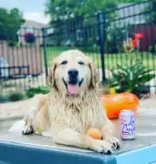 English Cream Golden Retrievers Puppies, Nashville