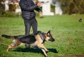 Dog Training, Bhubaneswar