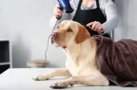 Dog Grooming, Kochi