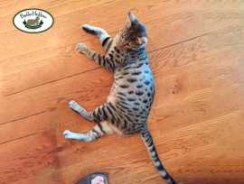 Trusted Savannah Cat Breeders for , Franklin