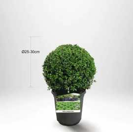 Få Evergreen Hedge Från Thujor, $ 125