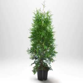 Köp Thuja Smaragd Plantagen Från Thujor , $ 14