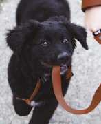 Puppy Potty Training in Bangalore | Toilet Train , Bengaluru