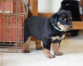 Top Quality Rottweiler Puppies