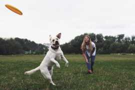 Dog Training School & Academy in Bangalore, Bengaluru