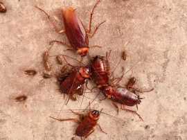 Stop the Invasion: System Pest Eliminates Pests, Bukit Timah