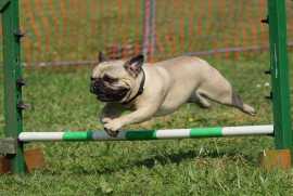 Professional Dog Trainer in Bangalore, Bengaluru