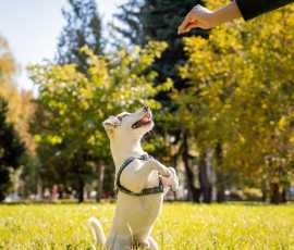 Dog Training in Delhi | Dog Training Service Near , Delhi