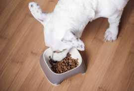 Pet Nutrition and Shine: 7 Ways Your Pet’s Diet, Chicago