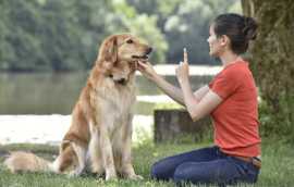 Dog Training in Chennai | Dog Training Service Nea, Chennai