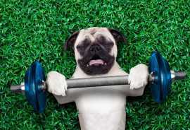 Dog Trainer in Chennai | Dog Training Service, Chennai