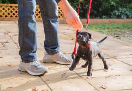 Dog Training in Mumbai | Dog Training Service, Mumbai